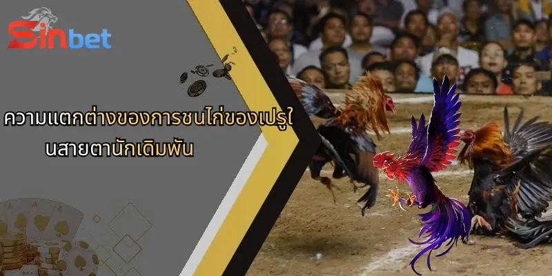 การชนไก่ของเปรู: เสน่ห์ อรรถรส และวิธีเดิมพันกับ Sinbet 4 ความแตกต่างของการชนไก่ของเปรูในสายตานักเดิมพัน